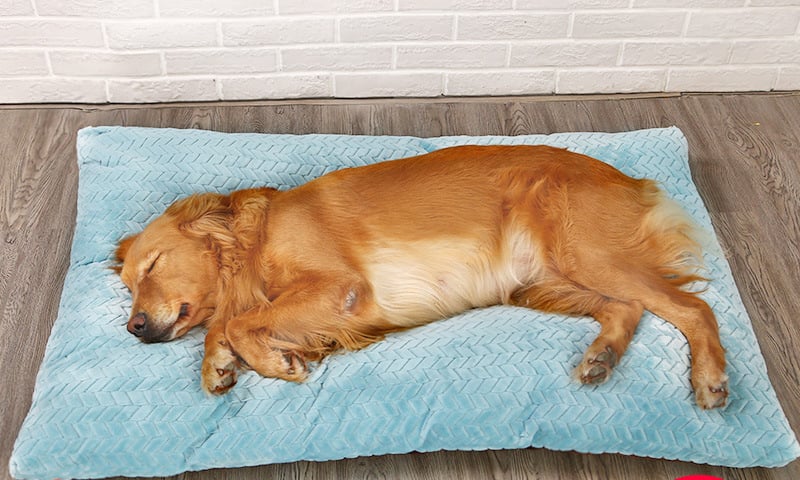 Long Warm Plush Dog Bed with Quilted Base - 4 Sizes