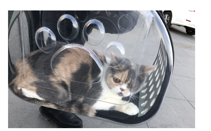 Transparent Pet Backpack for Cats and Dogs